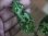 画像4: Agulaonema pictum bicolor DCF from Sibolga Utara【HW0819-06f-3】 (4)