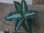 画像1: Agulaonema pictum tricolor from Puau Nias 【HW0819-01m】 (1)