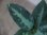 画像3: Agulaonema pictum tricolor from Puau Nias 【HW0819-01m】 (3)