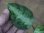 画像2: Aglaonema pictum multicolor "Xanadu" from Pulau Nias【HW0819-01g】 (2)