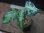 画像4: Aglaonema pictum multicolor "Xanadu" from Pulau Nias【HW0819-01g】 (4)