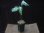 画像5: Aglaonema pictum multicolor "Xanadu" from Pulau Nias【HW0819-01g】 (5)