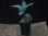 画像5: Agulaonema pictum tricolor from Puau Nias 【HW0819-01m】 (5)