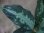 画像2: Agulaonema pictum tricolor from Puau Nias 【HW0819-01m】 (2)
