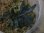 画像2: Bucephalandra sp. "Sintang-5D" from Sintang [HW0220-08]L株 (2)