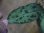 画像5: Aglaonema pictum tricolor "Siberut 1st"【LA0212-00】