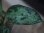 画像4: Aglaonema pictum tricolor "Siberut 1st"【LA0212-00】
