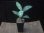 画像6: Aglaonema pictum tricolor "Siberut 1st"【LA0212-00】