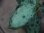 画像3: Aglaonema pictum tricolor "Siberut 1st"【LA0212-00】
