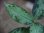 画像2: Aglaonema pictum tricolor "Siberut 1st"【LA0212-00】