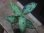 画像1: Aglaonema pictum tricolor "Siberut 1st"【LA0212-00】 (1)