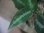 画像3: Aglaonema pictum tricolor from Tigalingga 【HW0818-XG】 (3)