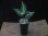 画像5: Aglaonema pictum tricolor from Tigalingga 【HW0818-XG】 (5)