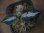 画像1: Aglaonema pictum "Laplace" UC from Sibolga timur【AZ0213-5c】箱個体 (1)