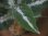 画像4: Aglaonema pictum "ちゃんぷーる" BNN from Sibolga timur 【AZ0516-3】No10