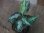 画像1: Aglaonema pictum type "NIRVASH" from Puau Nias 【AZ0611-3】ver.MES (1)