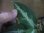 画像2: Aglaonema pictum tricolor from Tigalingga 【HW0818-XG】 (2)