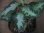 画像2: Aglaonema pictum type "NIRVASH" from Puau Nias 【AZ0611-3】ver.MES (2)