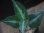 画像1: Aglaonema pictum tricolor from Tigalingga 【HW0818-XG】 (1)