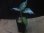 画像4: Aglaonema pictum tricolor from Aceh Selatan_2【HW0818-02】 (4)