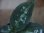 画像2: Aglaonema pictum tricolor from Aceh Selatan_2【HW0818-02】 (2)