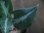 画像4: Aglaonema pictum tricolor from Tigalingga 【HW0818-XG】 (4)