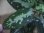 画像4: Aglaonema pictum ”Hierophant Green" from Sumatera Barat【AZ0512-X】 (4)