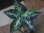 画像1: Aglaonema pictum ”Hierophant Green" from Sumatera Barat【AZ0512-X】 (1)
