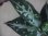 画像3: Aglaonema pictum ”Hierophant Green" from Sumatera Barat【AZ0512-X】 (3)