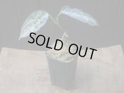 画像4: Aglaonema pictum "ちゃんぷーる" from Padang Sidempuan【AZ0322-1f】