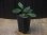 画像4: Homalomena sp. "Sunshine" BNN from Sibolga timur【AZ0322-2】緑葉赤軸 (4)