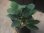 画像1: Homalomena sp. "Sunshine" BNN from Sibolga timur【AZ0322-2】緑葉緑軸 (1)