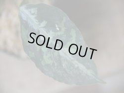 画像3: Aglaonema pictum "ちゃんぷーる" from Padang Sidempuan【AZ0322-1f】