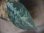 画像3: Aglaonema pictum "ちゃんぷーる" from Padang Sidempuan【AZ0322-1f】 (3)