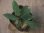 画像1: Homalomena sp. "Sunshine" BNN from Sibolga timur【AZ0322-2】緑葉赤軸 (1)