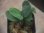 画像2: Homalomena sp. "Sunshine" BNN from Sibolga timur【AZ0322-2】緑葉赤軸 (2)