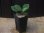 画像4: Homalomena sp. "Sunshine" BNN from Sibolga timur【AZ0322-2】緑葉赤軸 (4)