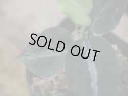 画像4: Aglaonema pictum "ちゃんぷーる" from Padang Sidempuan【AZ0322-1h】