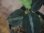 画像4: Aglaonema pictum "ちゃんぷーる" from Padang Sidempuan【AZ0322-1h】 (4)