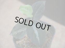 画像2: Aglaonema pictum "ちゃんぷーる" from Padang Sidempuan【AZ0322-1h】