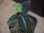 画像2: Aglaonema pictum "ちゃんぷーる" from Padang Sidempuan【AZ0322-1h】 (2)