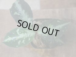 画像1: Aglaonema pictum "ちゃんぷーる" from Padang Sidempuan【AZ0322-1f】