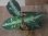 画像1: Aglaonema pictum "ちゃんぷーる" from Padang Sidempuan【AZ0322-1f】 (1)