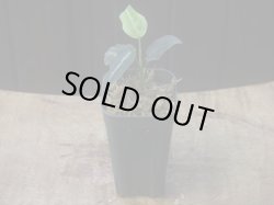 画像5: Aglaonema pictum "ちゃんぷーる" from Padang Sidempuan【AZ0322-1h】