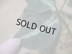 画像4: Aglaonema pictum "ちゃんぷーる" from Padang Sidempuan【AZ0322-1h】