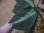 画像4: Aglaonema pictum "ちゃんぷーる" from Padang Sidempuan【AZ0322-1h】 (4)