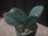 画像1: Homalomena sp. "銀甲冑" BNN from Sibolga timur【AZ0322-2】赤軸 (1)
