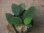 画像1: Homalomena sp. "Sunshine" BNN from Sibolga timur【AZ0322-2】緑葉赤軸 (1)
