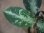 画像2: Aglaonema pictum "ちゃんぷーる" from Padang Sidempuan【AZ0322-1f】