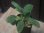 画像2: Homalomena sp. "Sunshine" BNN from Sibolga timur【AZ0322-2】緑葉緑軸 (2)